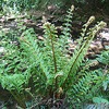 150px-Dryopteris_affinis1