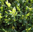 264px-Buxus_vdg