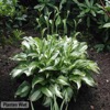 hosta mediovariagata